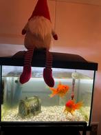 Sluierstaartvissen aangeboden, Dieren en Toebehoren, Vissen | Aquariumvissen, Vis