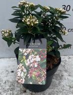Viburnum tinus 'Eve Price', Volle zon, Vaste plant, Winter, Ophalen