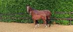 Hengstveulen, Dutch Dream x Spielberg, Dieren en Toebehoren, Paarden, Niet van toepassing, Dressuurpaard, 0 tot 2 jaar, Hengst