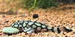 Ancistrus sp. rio itenez | L519, Dieren en Toebehoren, Vis, Zoetwatervis