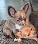 Superknappe chihuahua pups, Dieren en Toebehoren, Honden | Chihuahua's en Gezelschapshonden, CDV (hondenziekte), 8 tot 15 weken