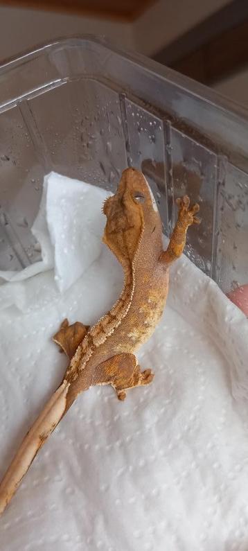 Poss man Tricolor wimpergekko baby  beschikbaar voor biedingen