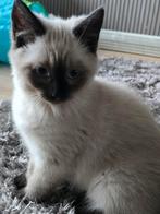 2 Ragdolls kittens zoeken gouden mandje, Dieren en Toebehoren, Katten en Kittens | Raskatten | Langhaar, Meerdere dieren, Gechipt