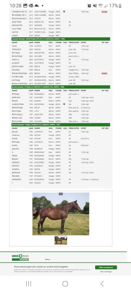 Directe Le tot de semilly uit moederlijn Elvaro, Dieren en Toebehoren, Paarden en Pony's | Dekhengsten en Fokmerries, Merrie