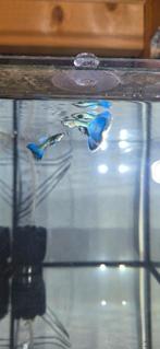 Green blue moscow 100% RAS ZUIVER, Dieren en Toebehoren, Vissen | Aquariumvissen, Vis, Zoetwatervis, Schoolvis