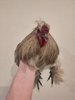 Thor, zijdehoen kruising, Dieren en Toebehoren, Mannelijk, Kip