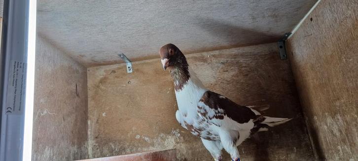 Duiven, Dieren en Toebehoren, Vogels | Duiven, Overige soorten, Meerdere dieren