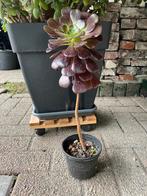 Aeonium, Huis en Inrichting, Ophalen, Overige soorten, Minder dan 100 cm