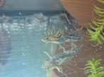 Jonge axolotls, Dieren en Toebehoren, Reptielen en Amfibieën, Amfibie, 0 tot 2 jaar