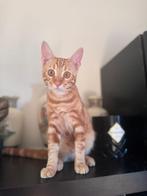 Half bengaalse kittens, Meerdere dieren, Ontwormd, 0 tot 2 jaar