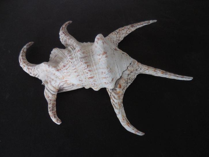 Reuze Sier Schelp, Verzamelen, Mineralen en Fossielen, Schelp(en), Ophalen