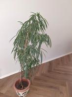 ficus, Huis en Inrichting, 100 tot 150 cm, Ficus, Halfschaduw, Ophalen