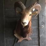 Opgezette mouflon, Antiek en Kunst, Ophalen of Verzenden