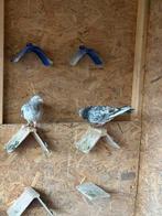 Te koop duiven, Meerdere dieren, Overige soorten