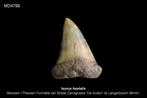Fossiele Haaientand Isurus hastalis, Ophalen of Verzenden, Fossiel