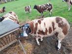 Bonte Dekram, Dieren en Toebehoren, Schapen, Geiten en Varkens, Mannelijk, Schaap, 0 tot 2 jaar