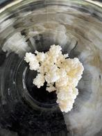Melk Kefir 20gr pet porty in herbruikbare bajes, Ophalen