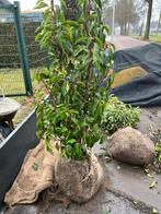 Portugese Laurier - Prunus lusitanica 'Angustifolia' 60-80cm, Tuin en Terras, Planten | Bomen, Bloeit niet, Overige soorten, Minder dan 100 cm