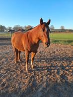 Bijrijdster lease of koop  quater horse  western, Ophalen of Verzenden, Nieuw