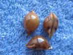 Schelpen: Cypraea globulus sphaeridium S.S. gem 18-20mm, Verzenden, Schelp(en)
