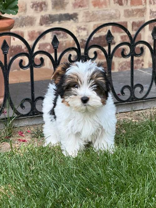 Biewer Yok pupjes, Dieren en Toebehoren, Honden | Jack Russells en Terriërs, Meerdere dieren, Yorkshire Terriër, Fokker | Professioneel