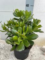 Jade plant pot17, Huis en Inrichting, Kamerplanten, Ophalen of Verzenden, Halfschaduw, Minder dan 100 cm