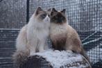 Blue bicolor ragdoll dekkater ( niet te koop ), 0 tot 2 jaar