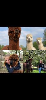 Kom je ook eens met alpacas wandelen bij Alpaca Top Dutch., Dieren en Toebehoren, Overige Dieren, Juni, Meerdere dieren