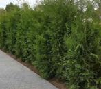 Thuja occidentalis brabant 180-200, Ophalen of Verzenden, Conifeer, 100 tot 250 cm