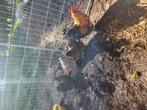 Orpington kippen, Dieren en Toebehoren, Pluimvee, Meerdere dieren, Kip