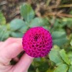 Kleine pompon dahlia knollen 2x (rocco?), Tuin en Terras, Ophalen of Verzenden, Voorjaar, Volle zon, Knol
