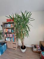 Grote yucca kamerplant inclusief pot., Ophalen, Halfschaduw, 200 cm of meer
