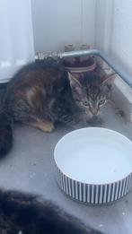 Schattige kitten zoekt warme huisje, Dieren en Toebehoren, Katten en Kittens | Raskatten | Korthaar