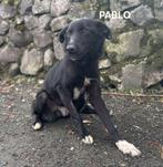 Pablo zoekt baasje, Dieren en Toebehoren, Particulier, Rabiës (hondsdolheid), Reu, 1 tot 2 jaar