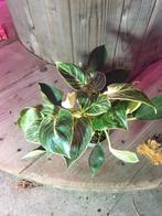 Philodendron kamerplant, Ophalen, Overige soorten, Halfschaduw, Minder dan 100 cm