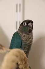 Jonge Baby Pyrrhura´s | Handtam | Nieuwsgierig | Div. Kleure, Dieren en Toebehoren, Vogels | Parkieten en Papegaaien, Meerdere dieren