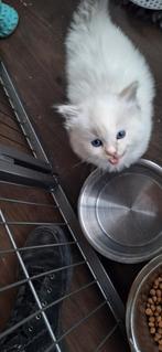 Ragdoll kitten bleu/mink point  katertje, Kater, Gechipt