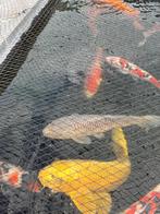 chagoi en ochiba 40cm +, Dieren en Toebehoren, Vissen | Vijvervissen, Karper of Koi