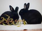 Koppel gecastreerde en gevaccineerde rammen van 1 jaar oud, Dieren en Toebehoren, Meerdere dieren, Middelgroot, 0 tot 2 jaar