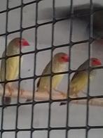 Tropische vogels., Dieren en Toebehoren, Vogels | Overige Vogels, Mannelijk