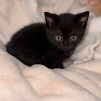 Diamanthuis gezocht voor deze kittens, Dieren en Toebehoren, Meerdere dieren, Ontwormd, 0 tot 2 jaar
