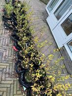 Mooie jonge ligusterplanten 35 stuks, Tuin en Terras, Ophalen, Liguster, Minder dan 100 cm