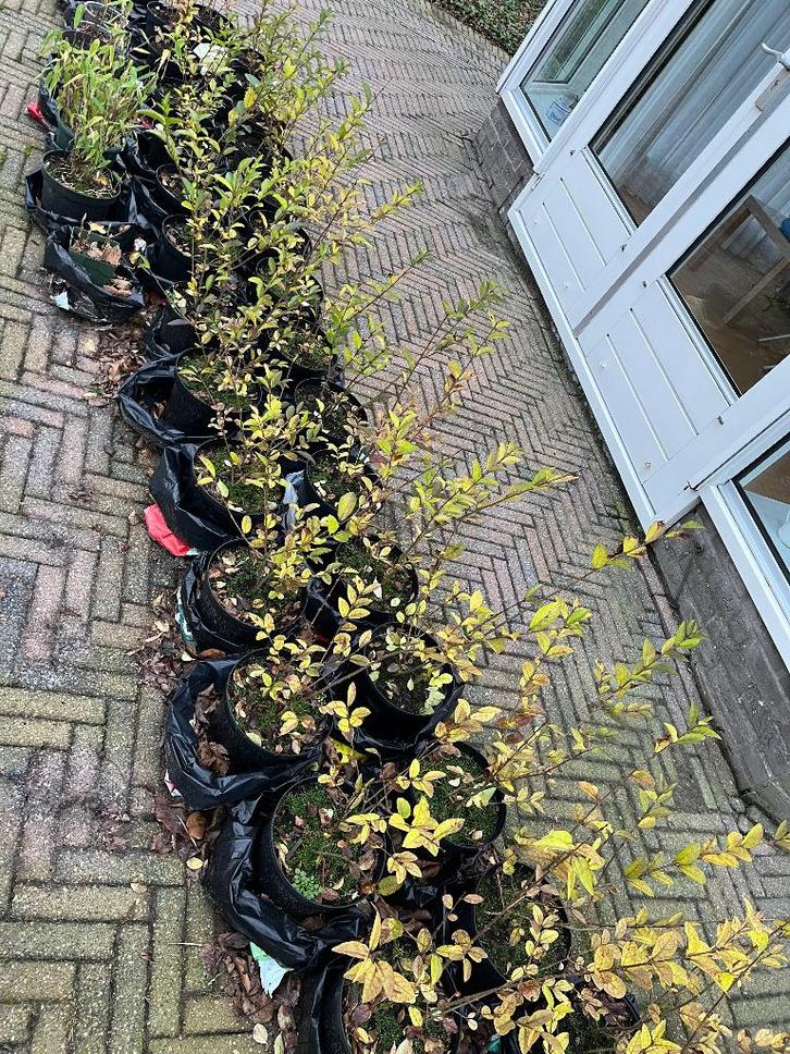 Mooie jonge ligusterplanten 35 stuks, Tuin en Terras, Planten | Struiken en Hagen, Liguster, Minder dan 100 cm, Ophalen