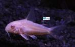 Corydoras paleatus "Albino", Vis, Zoetwatervis, Schoolvis