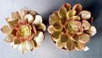 Aeonium Chocolat, Overige soorten, Ophalen of Verzenden, Minder dan 100 cm, Volle zon