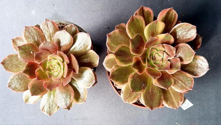 Aeonium Chocolat, Huis en Inrichting, Kamerplanten, Overige soorten, Minder dan 100 cm, Groene kamerplant, Volle zon, Ophalen of Verzenden