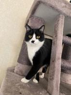 Britse/Europese korthaar kater, Dieren en Toebehoren, Katten en Kittens | Raskatten | Korthaar, Kater