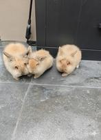 Prachtige Leeuwenkopjes / Baardmannen te koop, Dieren en Toebehoren, Konijnen, Meerdere dieren, Dwerg