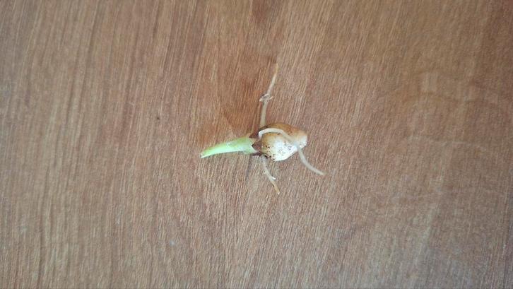 alocasia Heterophylla knolletje🌱, Huis en Inrichting, Kamerplanten, Overige soorten, Minder dan 100 cm, Groene kamerplant, Halfschaduw