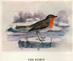 Thomas Bewick’s Birds (1981 1st.ed.), Ophalen of Verzenden, Nieuw, Schilder- en Tekenkunst